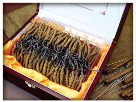 公坡镇冬虫夏草回收